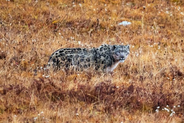 Bild 1 von 15: Schneeleoparden leben in den Hochgebirgen Zentralasiens und sind bestens an ein Leben in der Kälte angepasst.