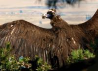 Hotspots der Tierwelt