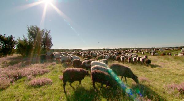 Bild 1 von 5: Das tierische Wahrzeichen der Lüneburger Heide: die Heidschnucken. Die Schafrasse ist wichtig bei der Landschaftspflege.