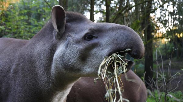 Bild 1 von 2: Tapir-Weibchen Carmina plagen Hufschmerzen.
