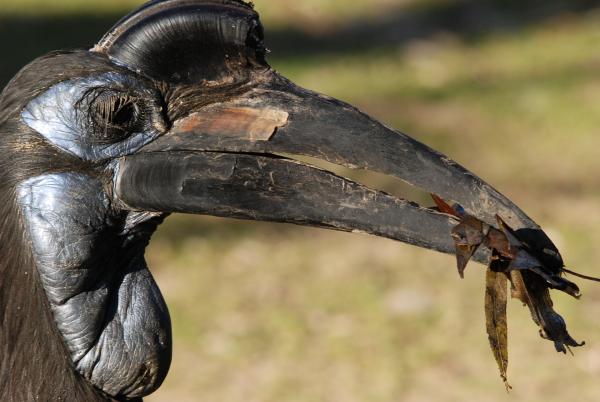 Bild 1 von 1: Ein Hornrabe.