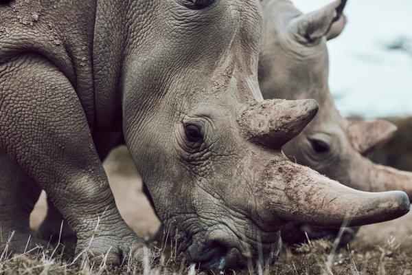 Bild 1 von 15: Die letzten beiden Nördlichen Breitmaulnashörner leben in Kenia und werden rund um die Uhr bewacht.