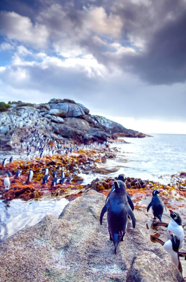 Bild 1 von 5: Sauberkeit geht vor: Bevor die Snarespinguine auf Fischzug gehen, reinigen sie penibel ihr Gefieder.