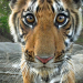 Tiger hautnah!