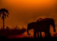 Okawango - Fluss der Träume