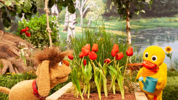 Bild 1 von 5: Es ist sehr heiß und Schnatterinchen gießt ihr Blumenbeet.