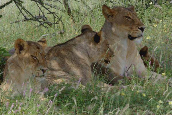 Bild 1 von 5: Löwinnen ruhen im Schatten.