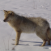 Der Wolfspakt