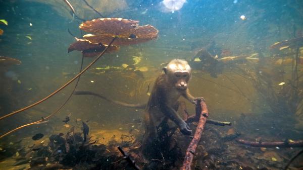 Bild 1 von 15: Auf Sri Lanka haben einige Ceylon-Hutaffen gelernt, bei Nahrungsmangel sogar unter Wasser nach Futter zu suchen.