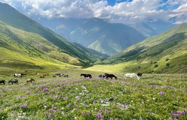 Bild 1 von 4: Diese Aussicht dürfen die Pferdeherden des Nomaden Giga Charkelauri jeden Sommer genießen. Sie grasen weit oben im Kaukasus und bringen hier ihre Fohlen zur Welt.