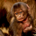 Wilde Tierbabys