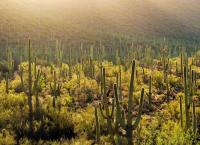 Amerikas Naturwunder: Die Magie der Wüste