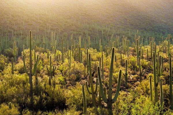 Bild 1 von 5: Im Bild: Saguaro-Kaktus im \