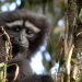 Das Lied der Gibbons