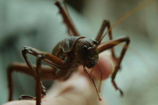 Bild 1 von 1: Die Little Barrier Wetapunga ist ein Riese unter den Insekten.