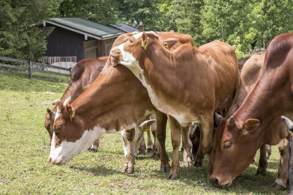 Bild 1 von 9: Die Zebus am Hof.