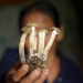 Magic Mushrooms - Zwischen Trip und Therapie