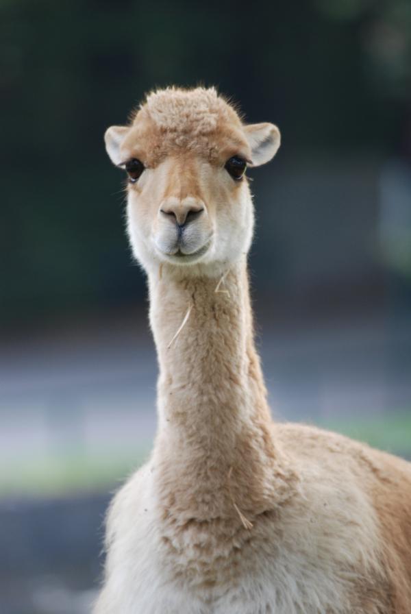 Bild 1 von 1: Komische Vikunjas.