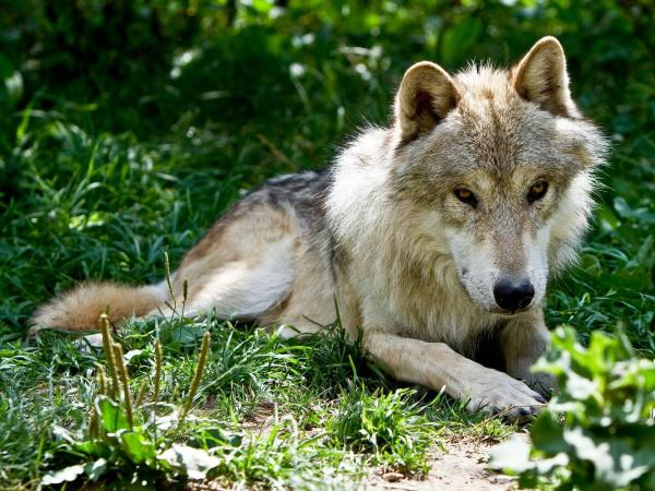 Bild 1 von 1: Im Bild: Wolf Nanuk.