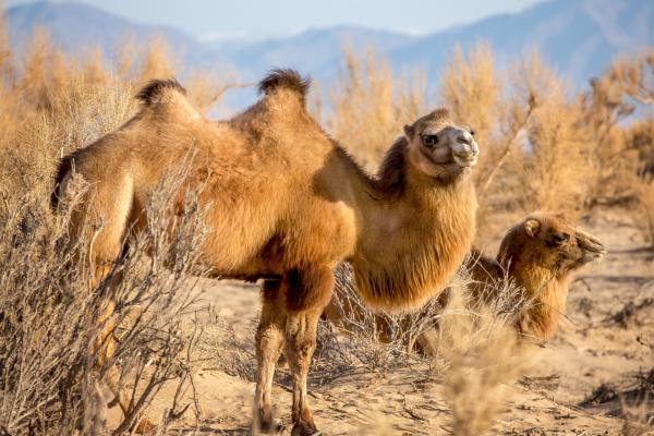 Bild 1 von 6: Wild lebende Kamele in der Wüste Gobi sind vor allem im Winter davon abhängig, dass der Wind ihnen Trinkwasser bringt.