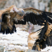 Chinas wilde Geheimnisse