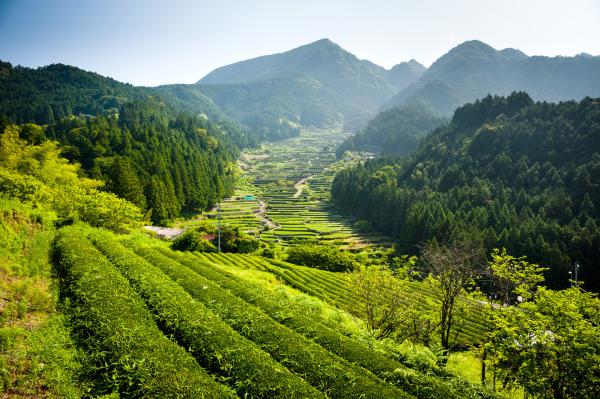 Bild 1 von 7: Traditionelle Reisterrasse Yotsuya, Honshu-Insel, Japan.