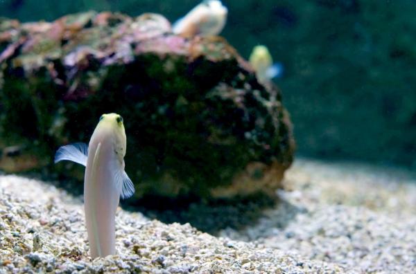 Bild 1 von 4: Goldstirn-Brunnenbauer-Kiefernfische graben senkrechte Röhren in den Boden, die ihnen als Wohnhöhlen dienen.