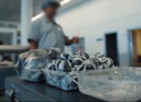 Airport Security USA