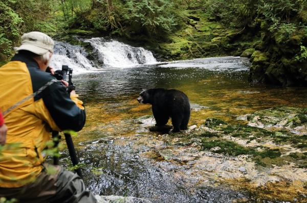 Bild 1 von 4: Ein hungriger Amerikanischer Schwarzbär beim Lachsfischen: Beim geringsten Flossenschlag stürzt er sich ins Wasser.