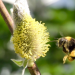 Hummeln - Bienen im Pelz