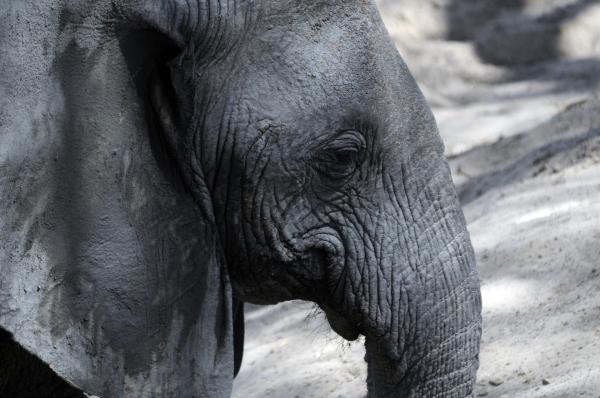 Bild 1 von 7: Im Bild: Elefant, Ruaha.