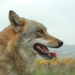 Welt der Tiere