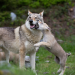 Wolfswege