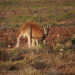 Ein Tag in der Wildnis - Überleben in Australien