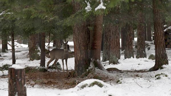 Bild 1 von 16: Im Bild: Rehe in der Natur.