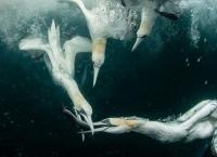 Gefährliche Wildnis