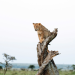Kenia - Dem Regen hinterher