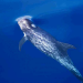 Pelagos - Welt der Wale