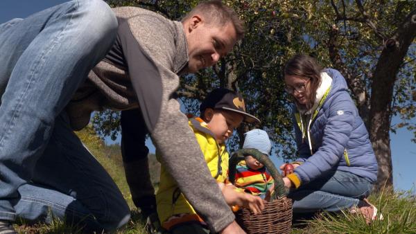 Bild 1 von 6: Im Bild: Apfelernte Biobauernhof Trenk.