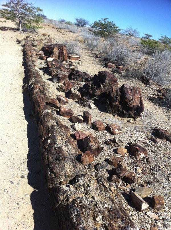 Bild 1 von 4: Versteinerte Bäume in Namibia