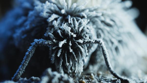 Bild 1 von 14: Diese Berglandhummel-Königin ist eine Überlebenskünstlerin.