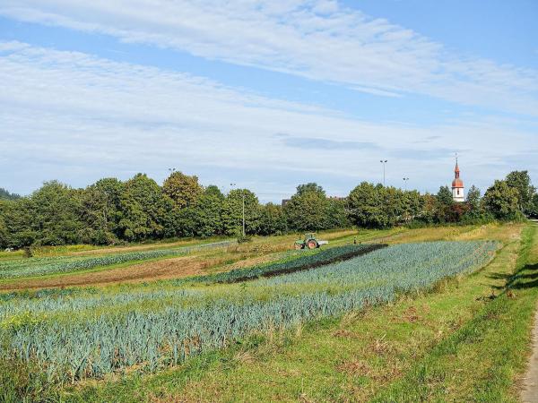 Bild 1 von 17: Im Bild: Feld vor Offenbau.