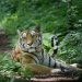 Amur - Asiens Amazonas