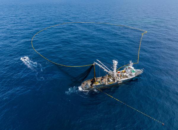 Bild 1 von 13: Ein Ringwadennetz kann zwei Kilometer lang sein - und ragt mehr als 200 Meter in die Tiefe. Es kann einen ganzen Thunfisch-Schwarm umschließen.