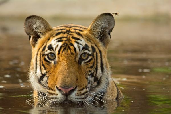 Bild 1 von 4: Tiger sind alles andere als wasserscheu.