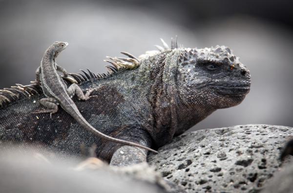 Bild 1 von 4: Vom Kopf der Meerechse aus fängt die Galapagos-Lavaechse vorbeifliegende Insekten.