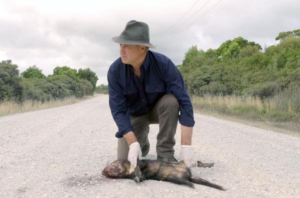 Bild 1 von 3: Naturfilmer Simon Plowright zeigt einen Beutelteufel, der von einem Auto überfahren wurde, und berichtet davon, wie viele der Tiere auf dieser Straße in den vergangenen Jahren umgekommen sind.