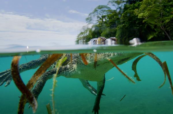 Bild 1 von 2: Die bis zu sieben Meter langen Salzwasserkrokodile sind perfekt an ein Leben zwischen Land und Meer angepasst.