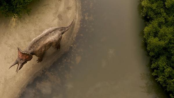 Bild 1 von 15: Triceratops lebte vermutlich als Einzelgänger.