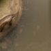 Die letzten Stunden der Dinosaurier